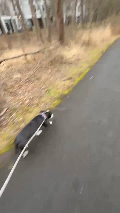 Enlarge Tiny Tina, a Adoptable mixed breed in Yonkers, NY video 2/6