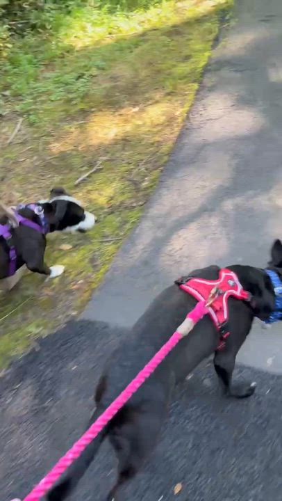 Enlarge Tiny Tina, a Adoptable mixed breed in Yonkers, NY video 5/6