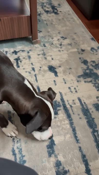 Enlarge Tiny Tina, a Adoptable mixed breed in Yonkers, NY video 4/6