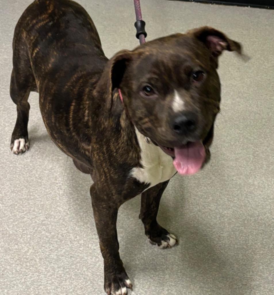 Enlarge Snow White, a Adoptable Pit Bull Terrier in Decatur, IN image 1/5