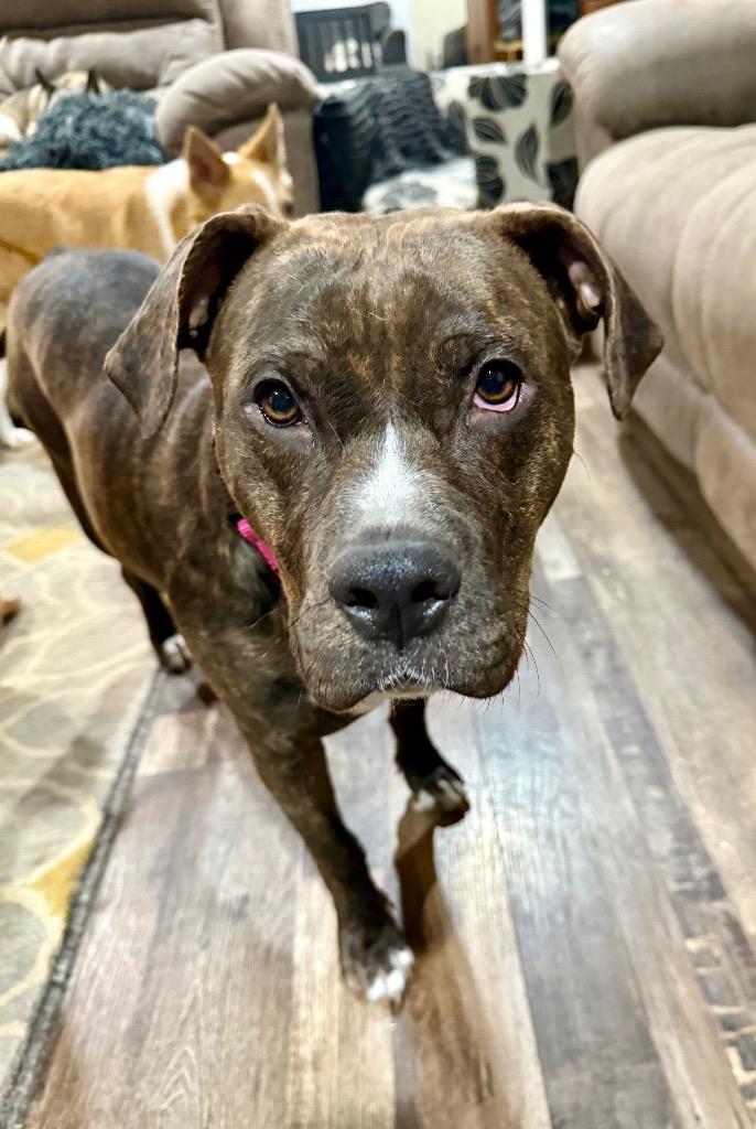 Enlarge Snow White, a Adoptable Pit Bull Terrier in Decatur, IN image 2/5