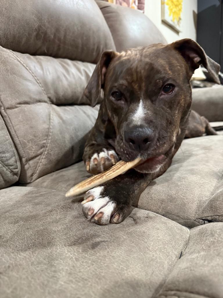 Enlarge Snow White, a Adoptable Pit Bull Terrier in Decatur, IN image 3/5