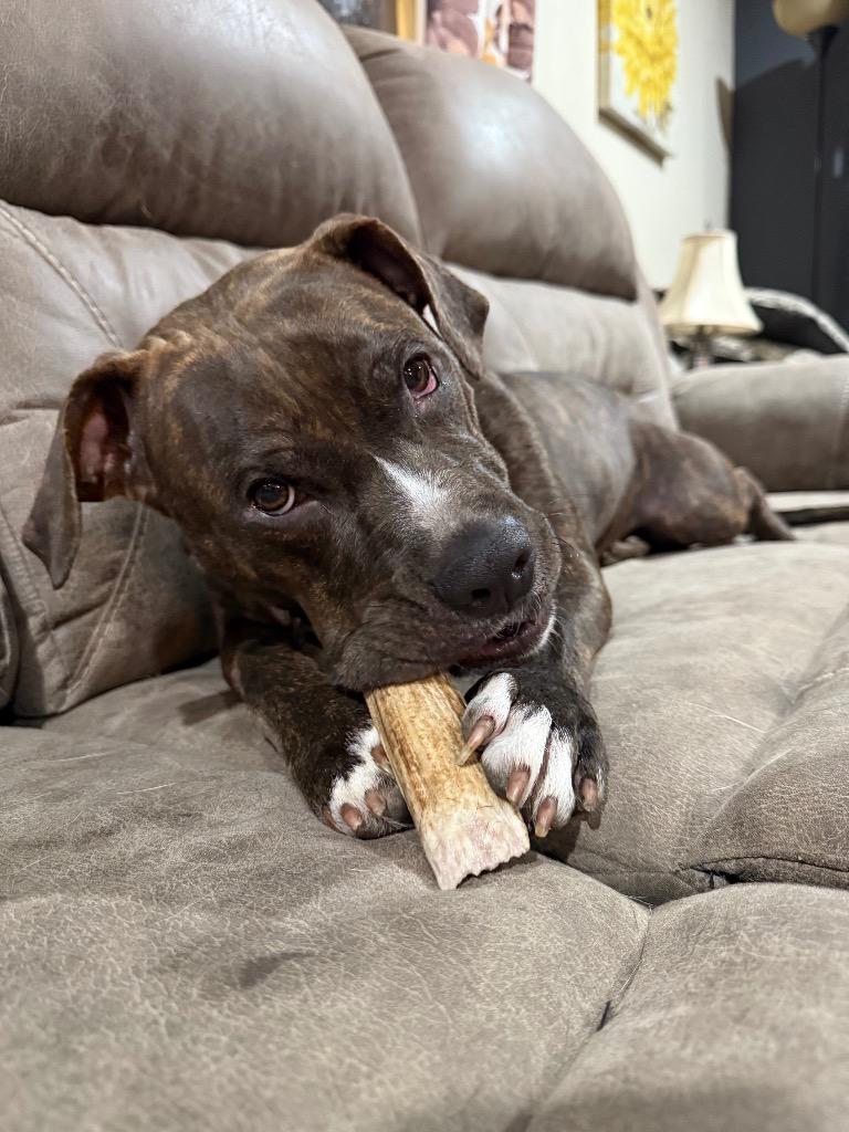 Enlarge Snow White, a Adoptable Pit Bull Terrier in Decatur, IN image 5/5
