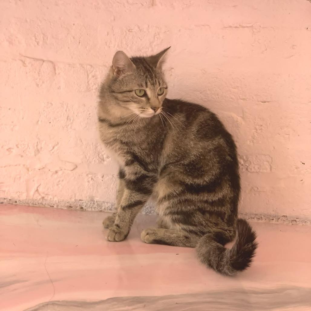 Sylvie, Adoptable, Young Female Domestic Short Hair.