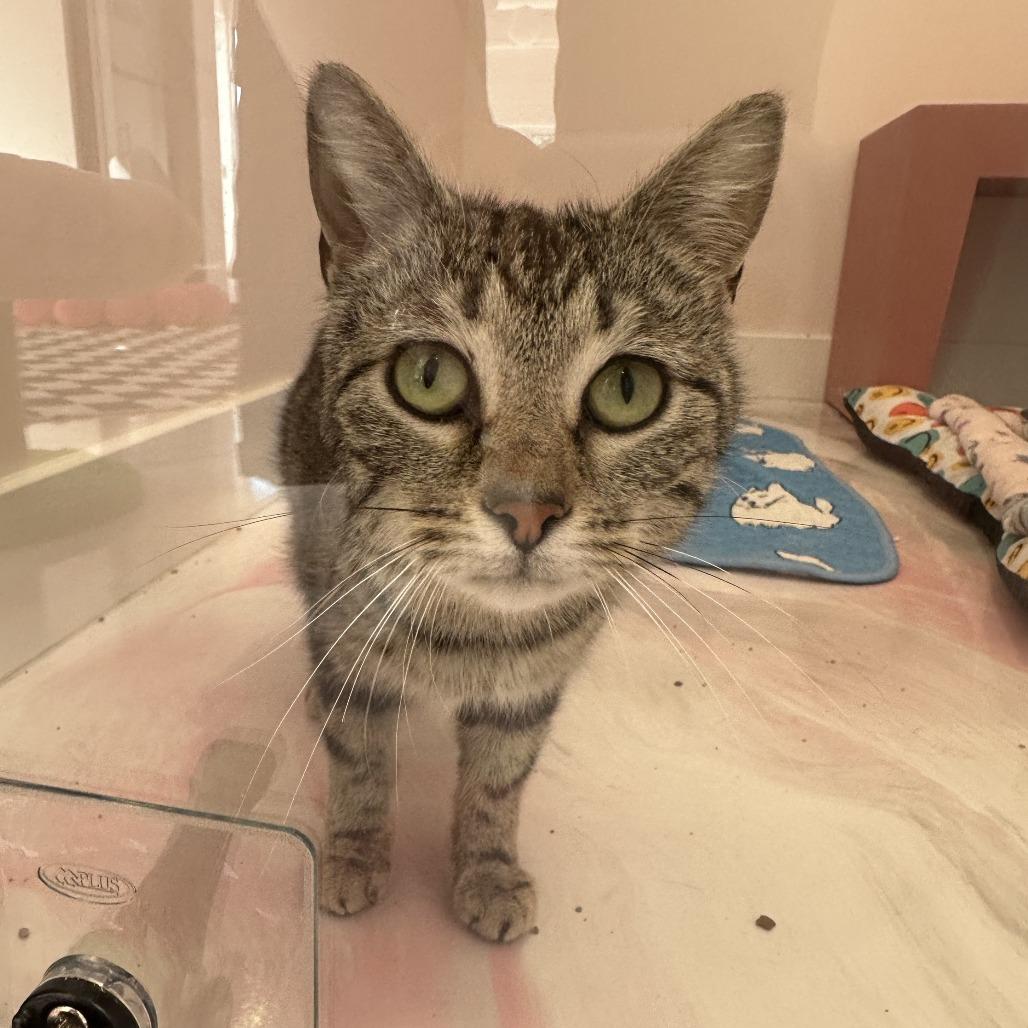 Sylvie, a Adoptable Domestic Short Hair in Forest Park, IL image 2/2