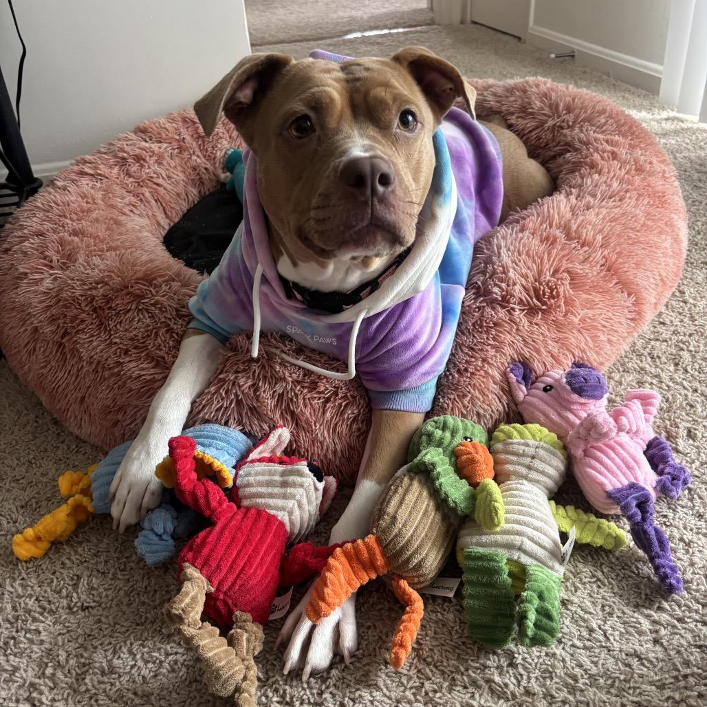 Cocoa, Adoptable, Adult Female Pit Bull Terrier.