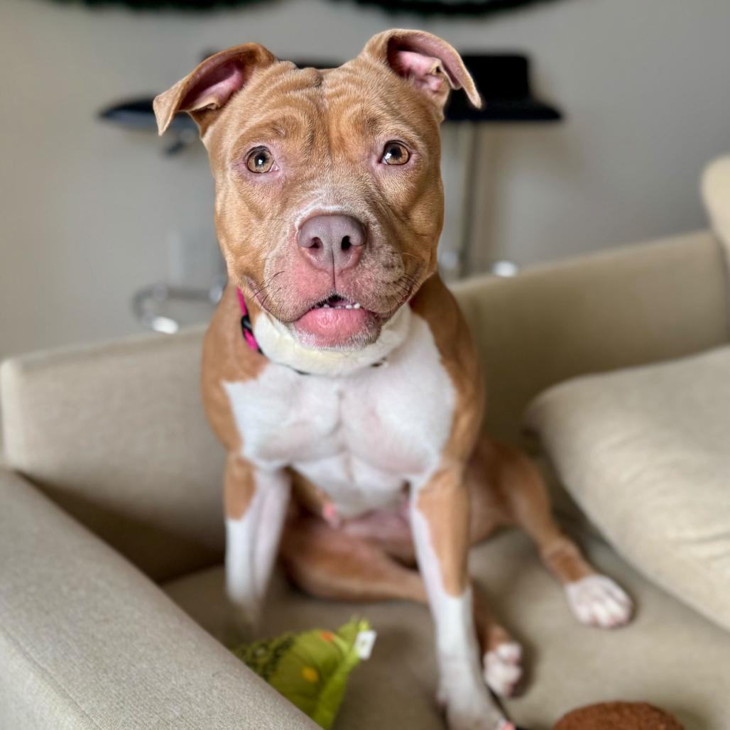 Enlarge Cocoa, a Adoptable Pit Bull Terrier in Washington, DC image 1/6