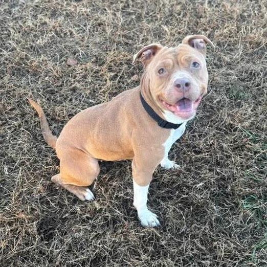 Enlarge Cocoa, a Adoptable Pit Bull Terrier in Washington, DC image 5/6
