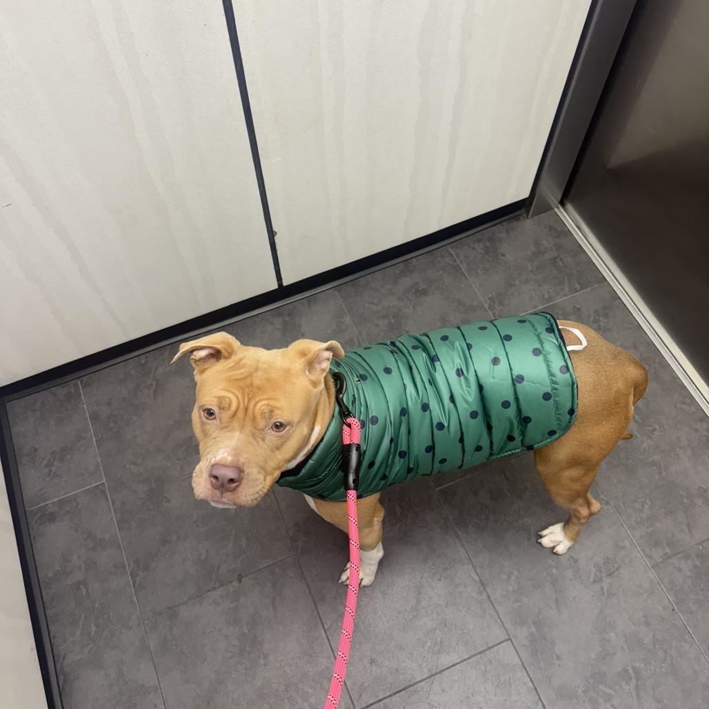 Cocoa, Adoptable, Adult Female Pit Bull Terrier.