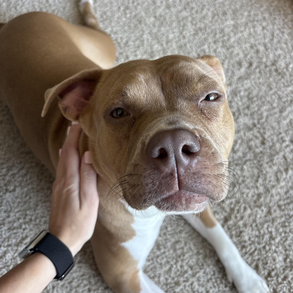 Enlarge Cocoa, a Adoptable Pit Bull Terrier in Washington, DC image 4/6