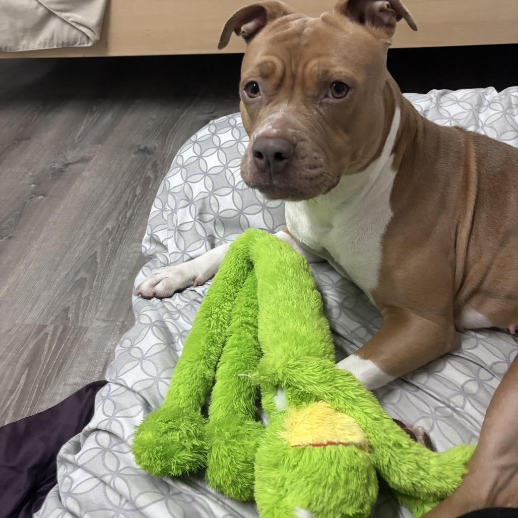 Enlarge Cocoa, a Adoptable Pit Bull Terrier in Washington, DC image 6/6