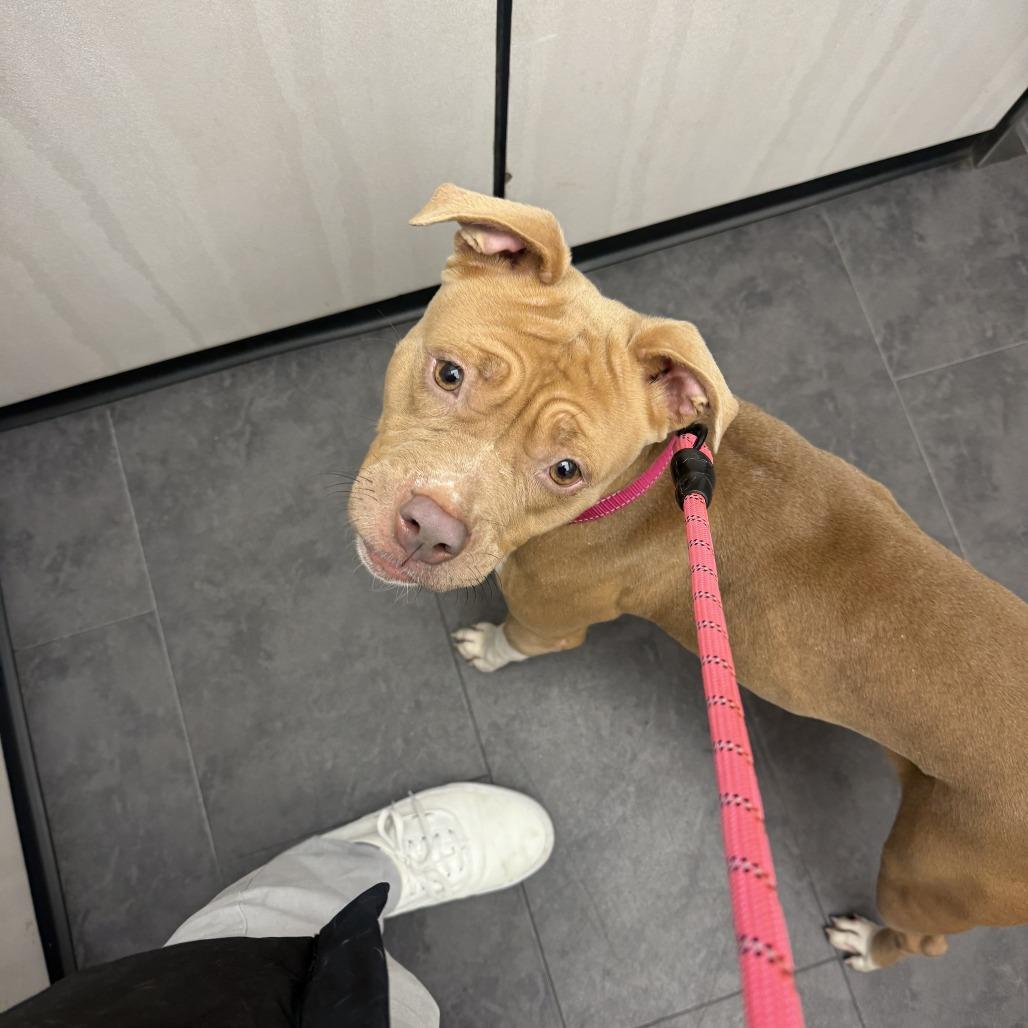 Enlarge Cocoa, a Adoptable Pit Bull Terrier in Washington, DC image 4/6