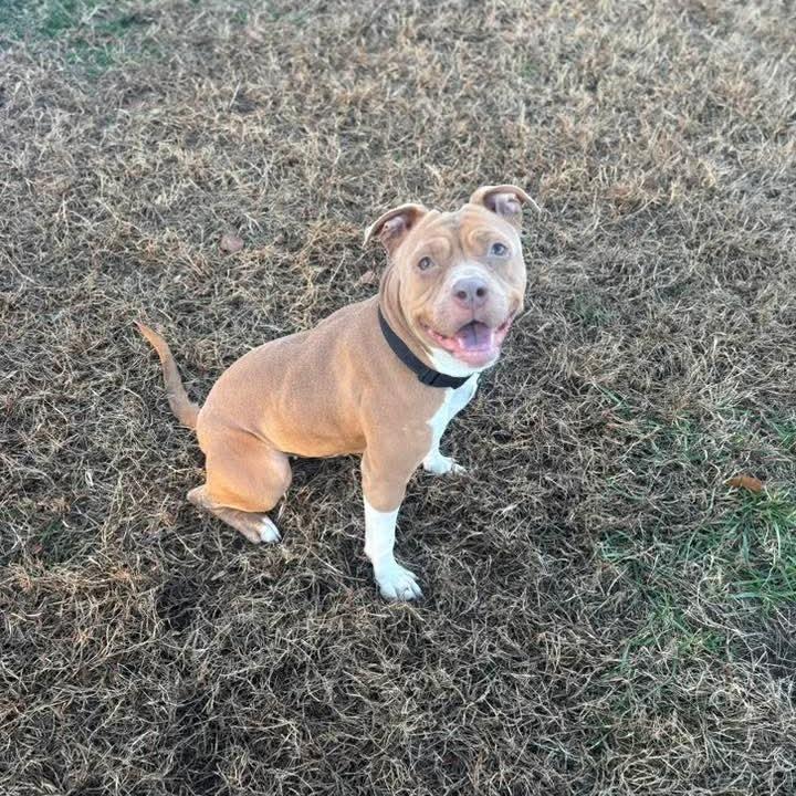 Enlarge Cocoa, a Adoptable Pit Bull Terrier in Washington, DC image 5/6