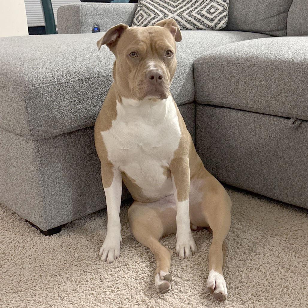 Enlarge Cocoa, a Adoptable Pit Bull Terrier in Washington, DC image 3/6