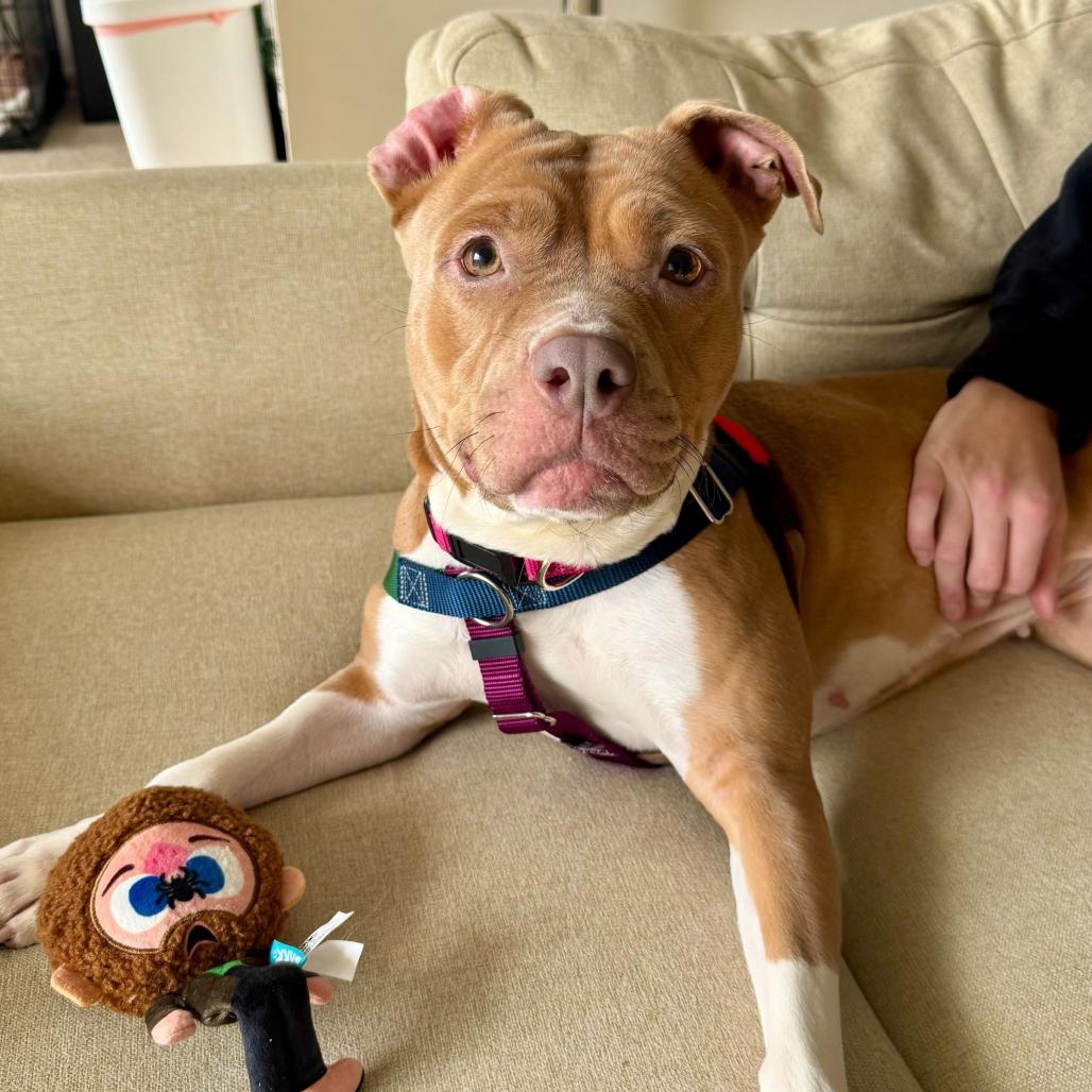 Enlarge Cocoa, a Adoptable Pit Bull Terrier in Washington, DC image 6/6