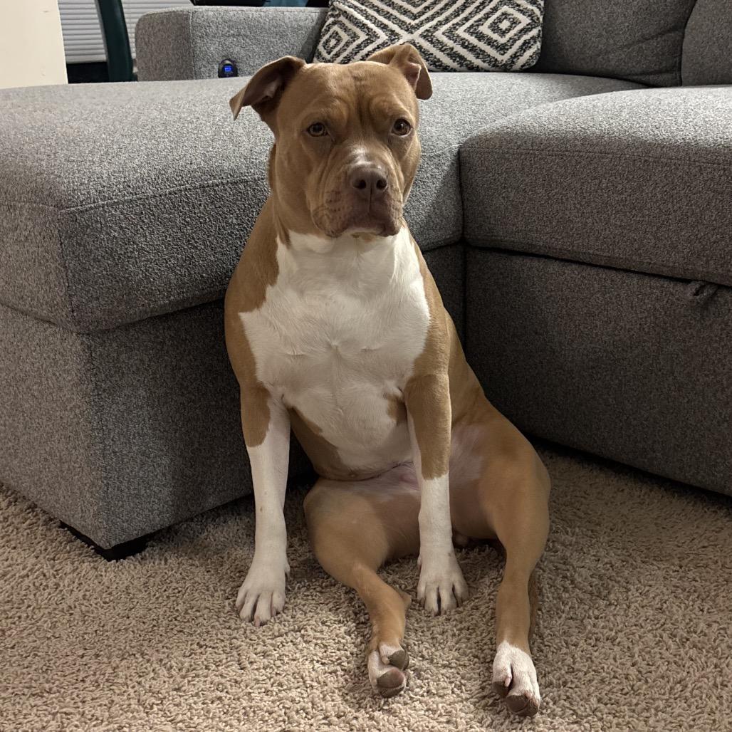 Enlarge Cocoa, a Adoptable Pit Bull Terrier in Washington, DC image 1/6