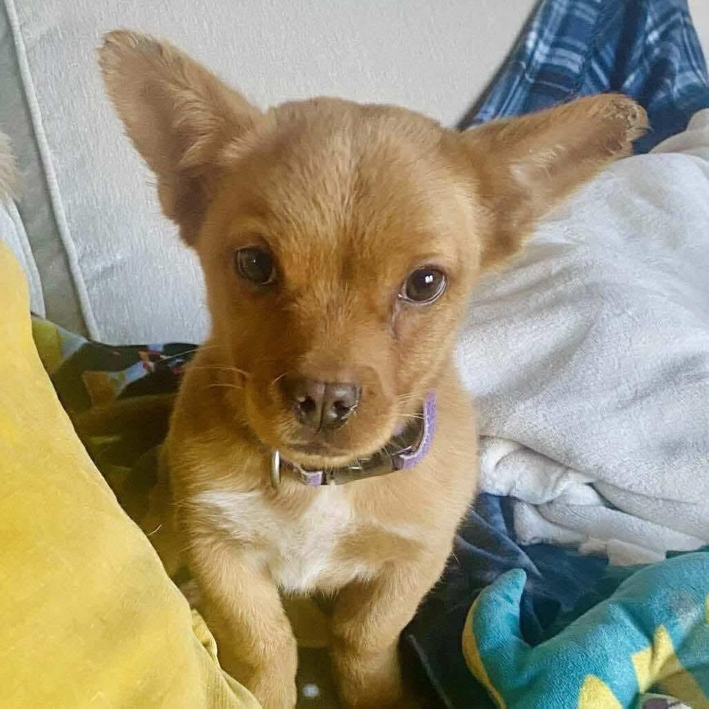 Milicent thumbnail 3