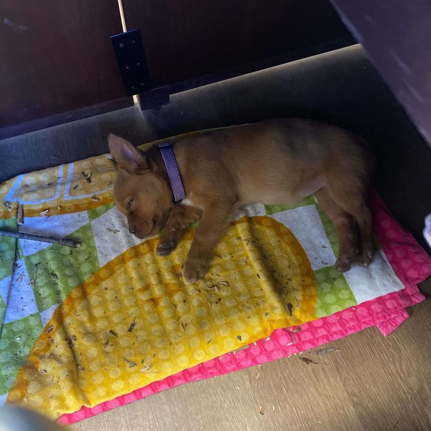 Milicent thumbnail 4