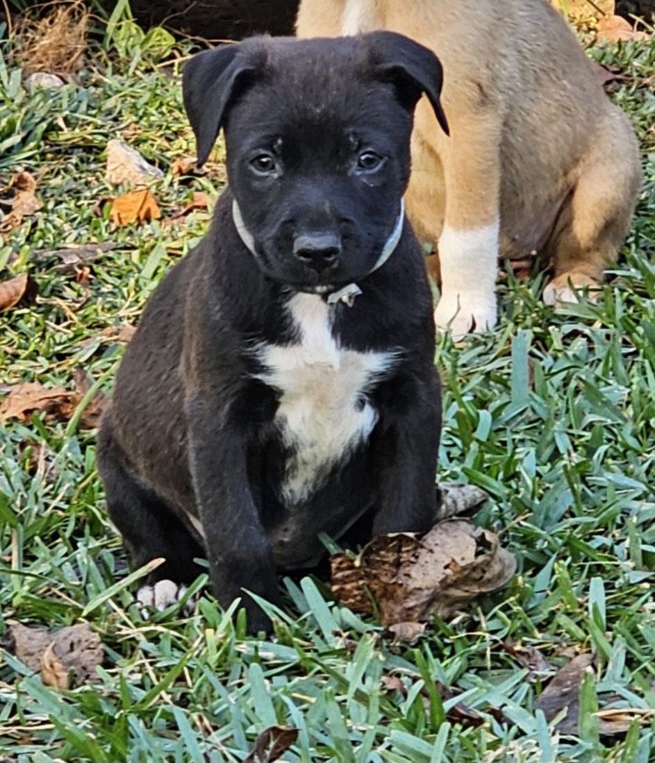 Enlarge Rose - NJ, a Adoptable mixed breed in Ridgefield, NJ image 4/5