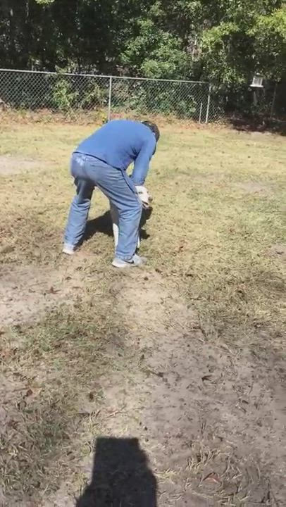 Enlarge Logan, a Adopted mixed breed in Hillsdale, NY video 6/11