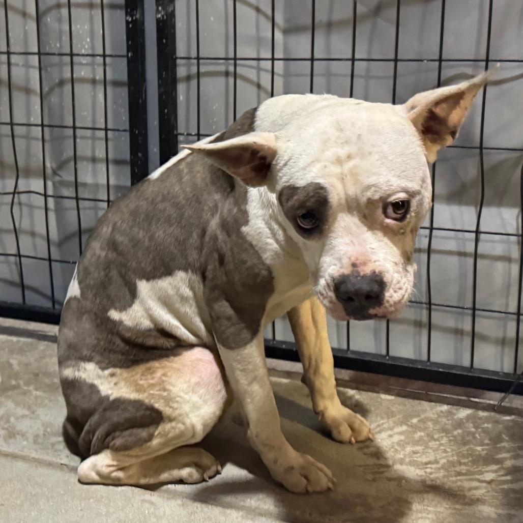 Kera — thumbnail 3