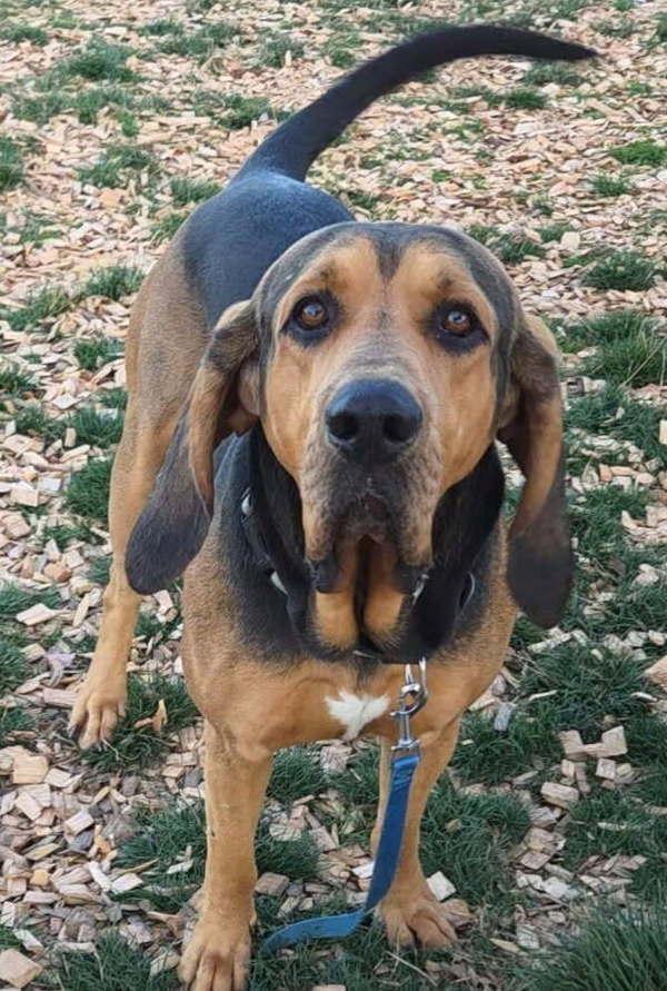 Enlarge Richard, a Adoptable mixed breed in Salem, OR image 1/1