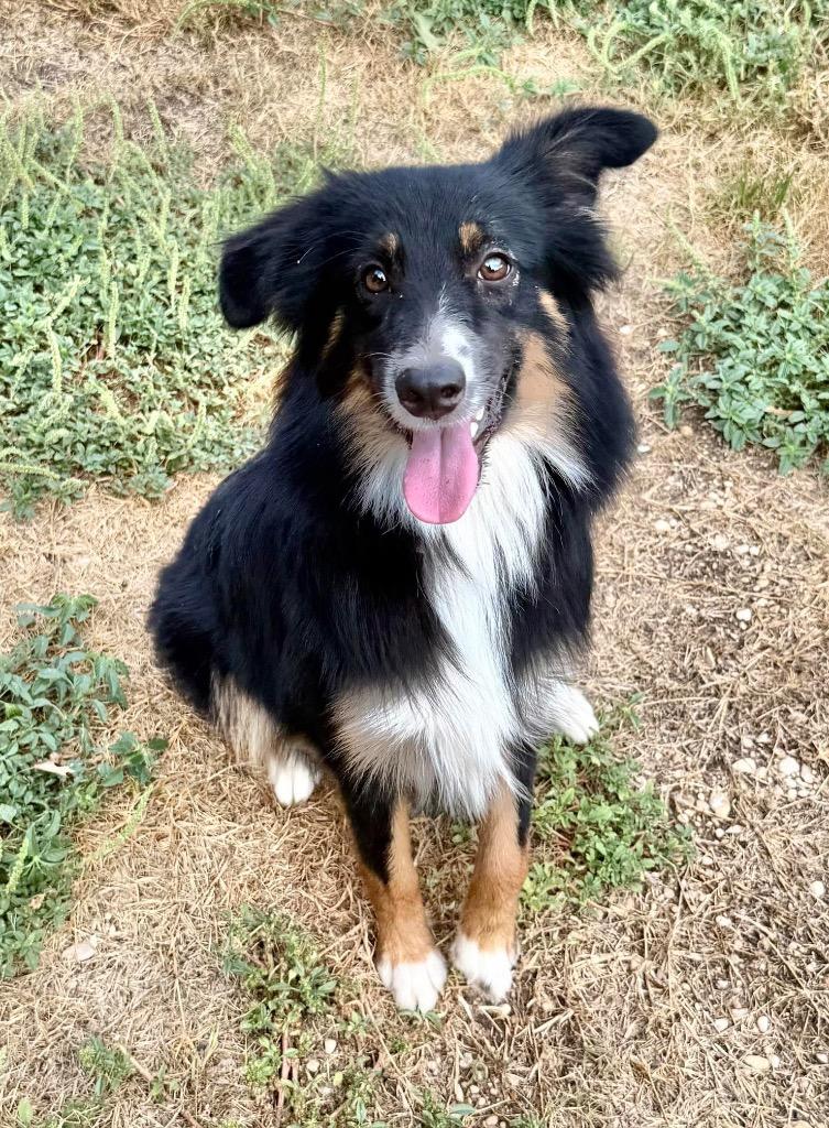 Dixie, Adoptable, Adult Female Australian Shepherd.