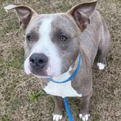 Enlarge "Gustavo" aka "Gus", a ADOPTABLE American Staffordshire Terrier in Perkiomenville, PA image 1/1