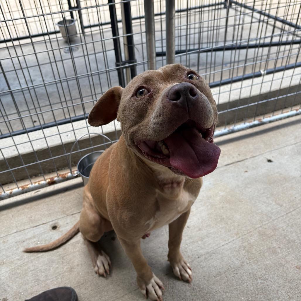 Julius, Adoptable, Adult Male Mixed Breed.