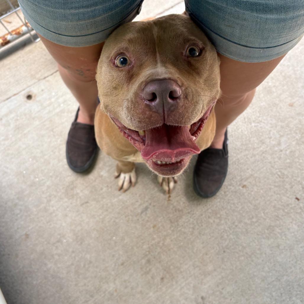 Julius, a Adoptable Mixed Breed in Columbus, NC image 2/6