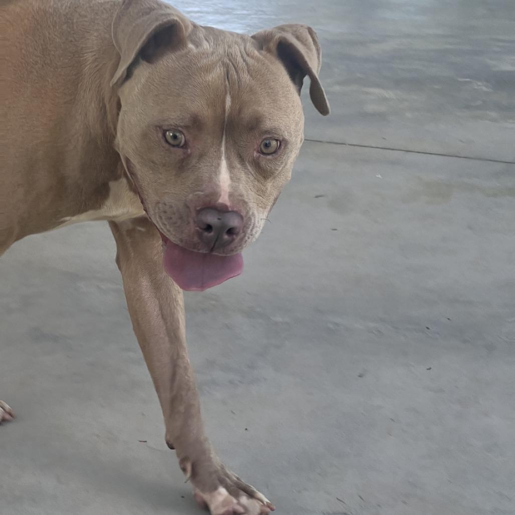 Julius, a Adoptable Mixed Breed in Columbus, NC image 3/6