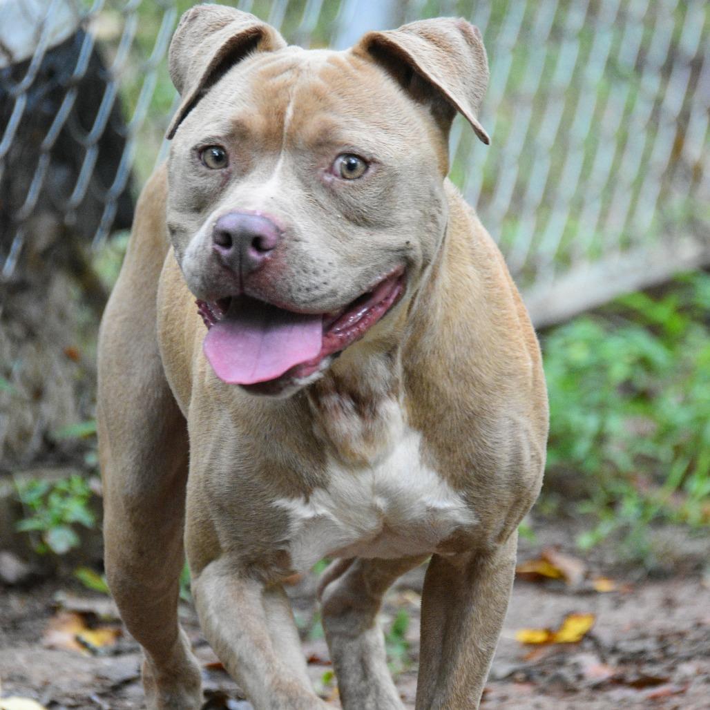 Julius, a Adoptable Mixed Breed in Columbus, NC image 5/6