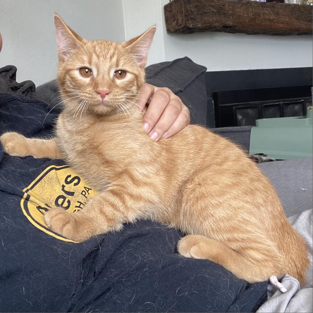 Enlarge Crescent, a Adoptable Domestic Short Hair in Gibsonia, PA image 1/6