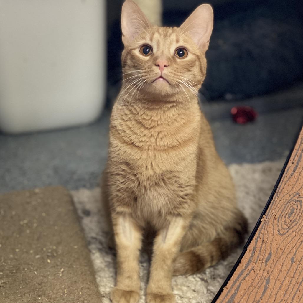 Enlarge Crescent, a Adoptable Domestic Short Hair in Gibsonia, PA image 2/6