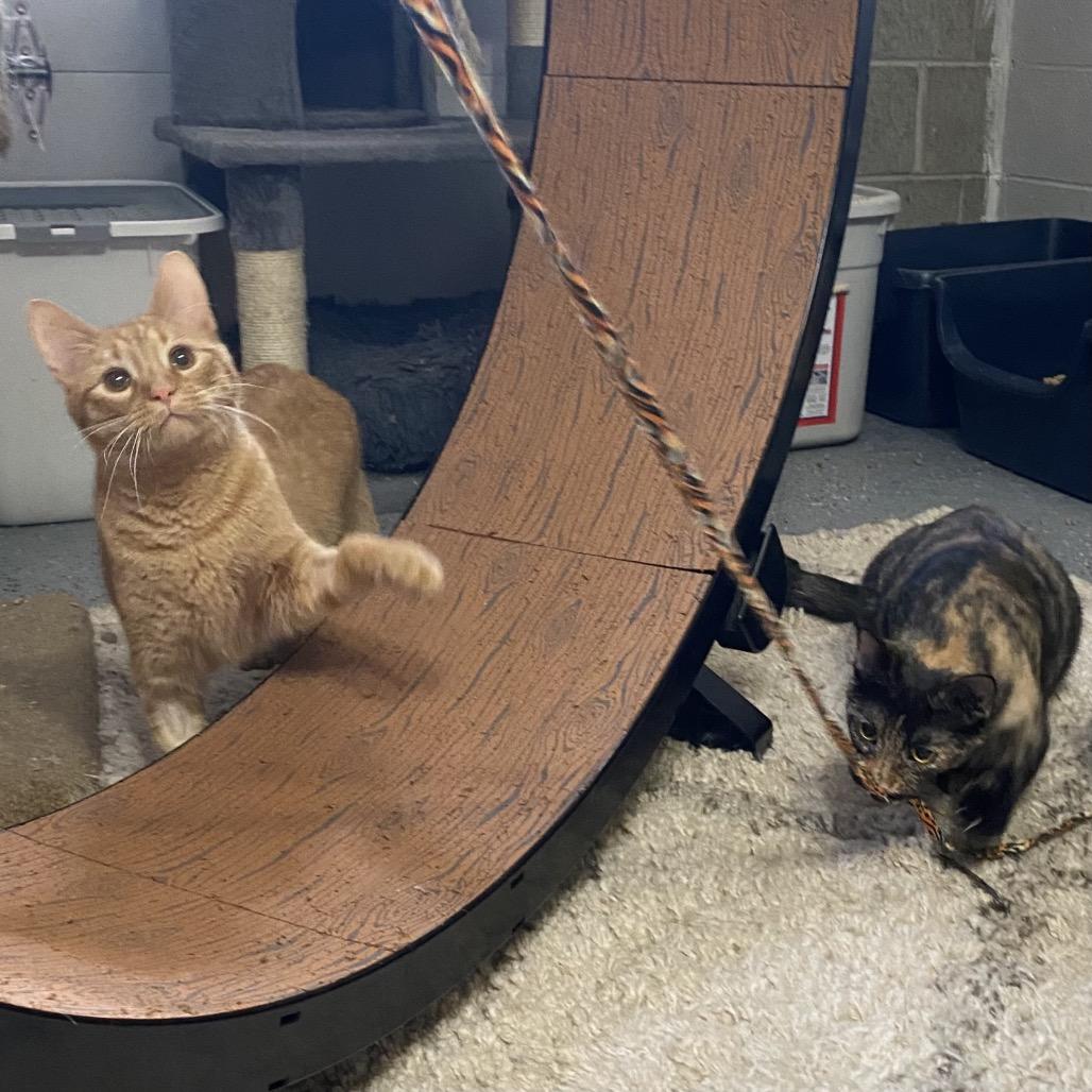 Enlarge Crescent, a Adoptable Domestic Short Hair in Gibsonia, PA image 3/6