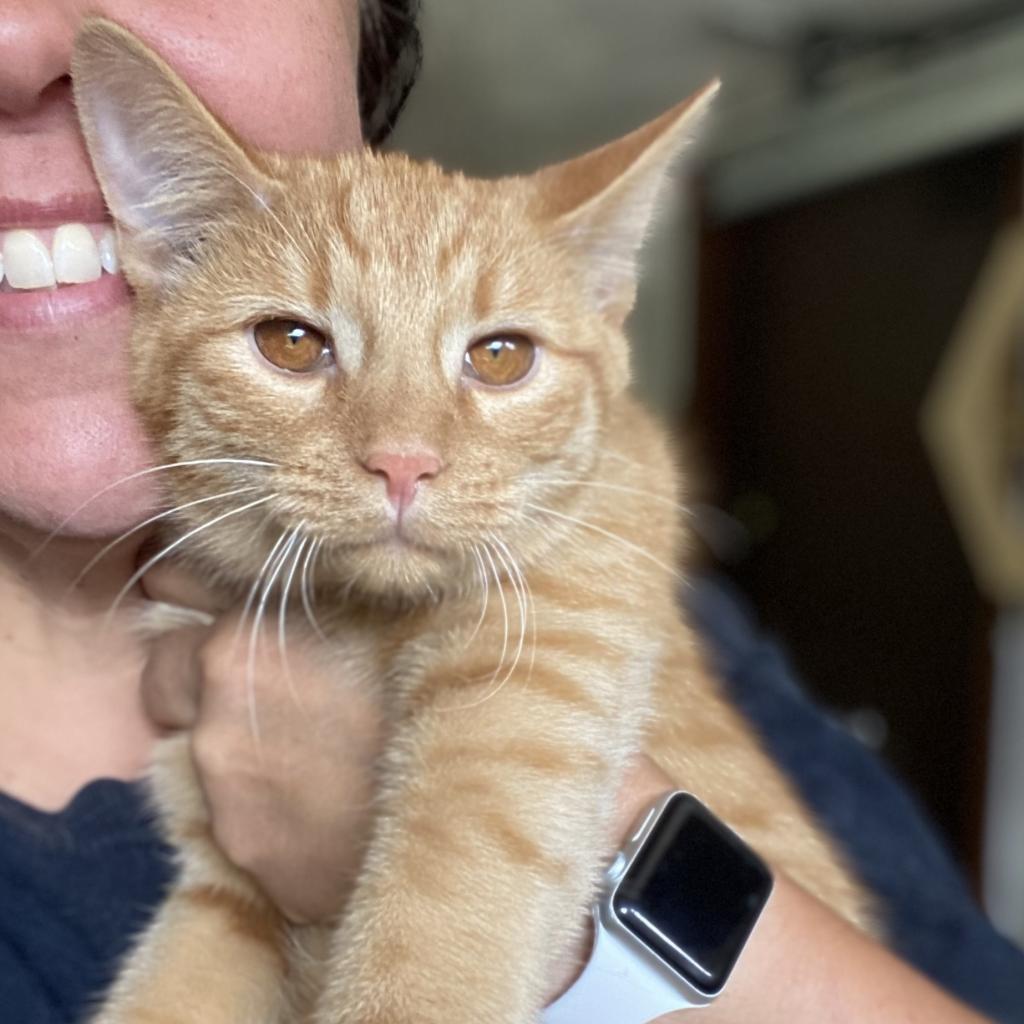 Enlarge Crescent, a Adoptable Domestic Short Hair in Gibsonia, PA image 4/6