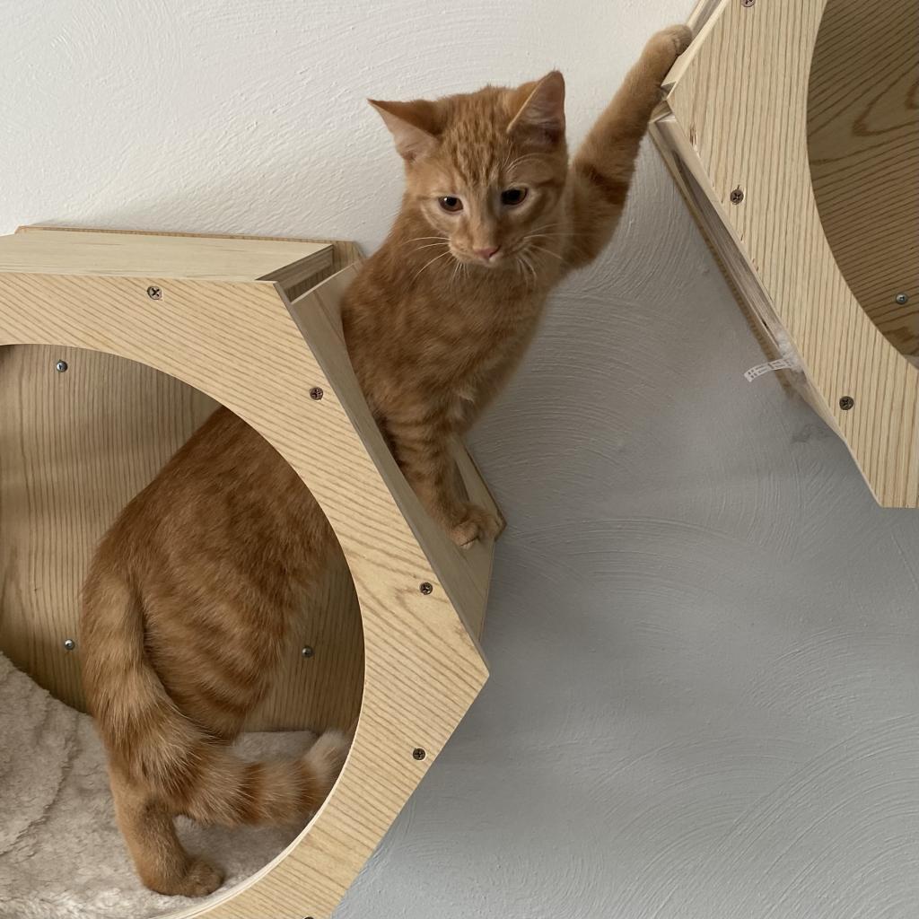 Enlarge Crescent, a Adoptable Domestic Short Hair in Gibsonia, PA image 5/6