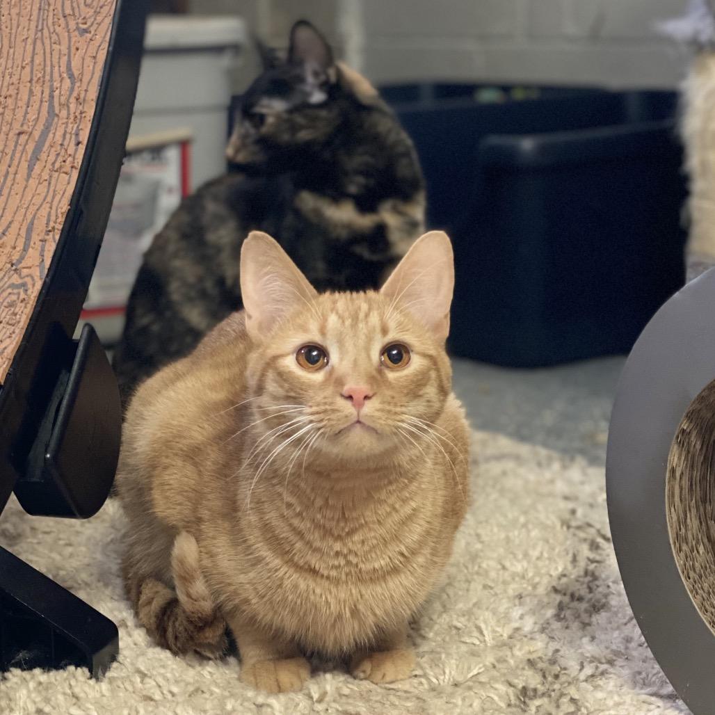 Enlarge Crescent, a Adoptable Domestic Short Hair in Gibsonia, PA image 6/6