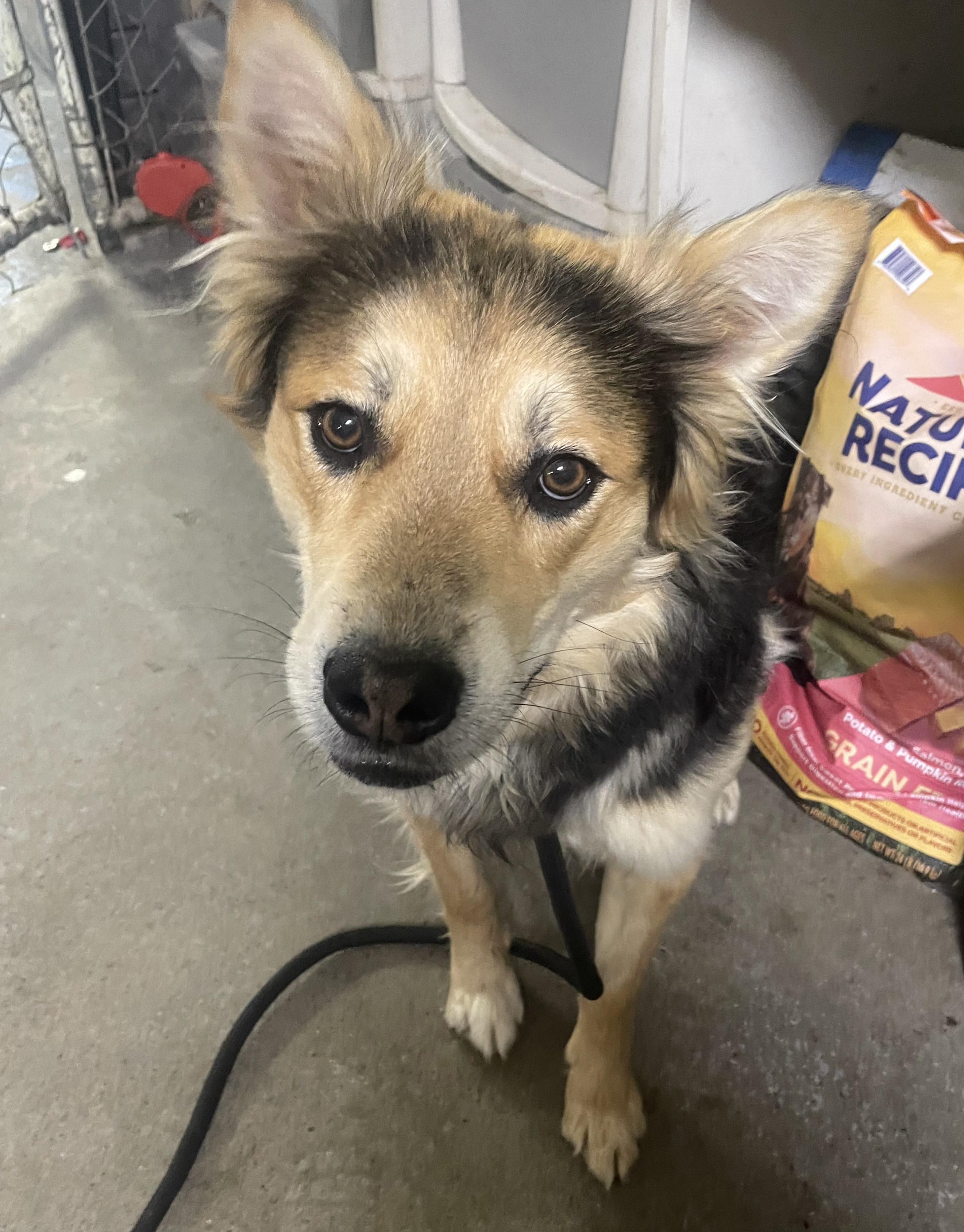 Enlarge Donny, a ADOPTABLE mixed breed in Billings, MT image 2/2