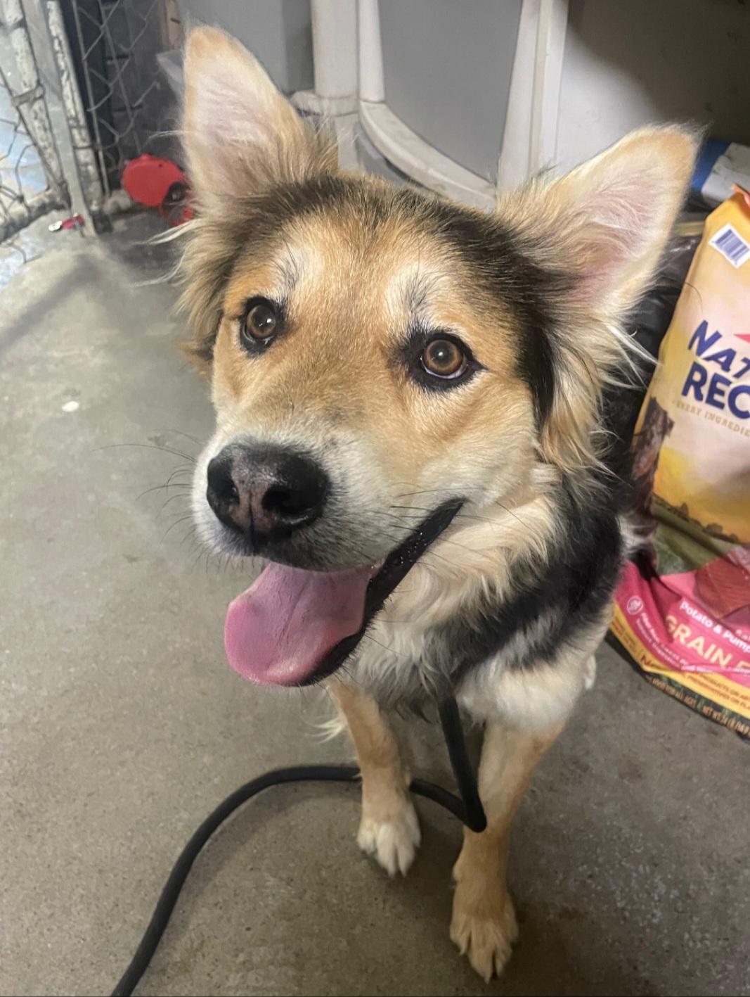 Donny, ADOPTABLE, Adult Male Shepherd.