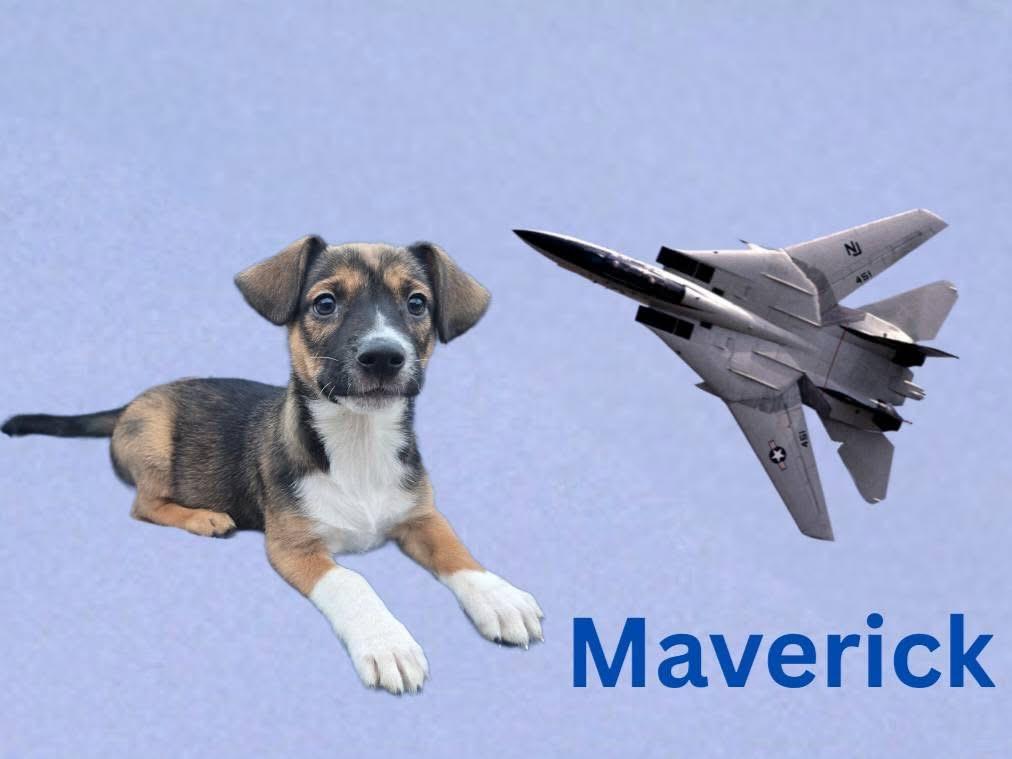 Enlarge Maverick , a ADOPTABLE mixed breed in Joliet, IL image 1/1