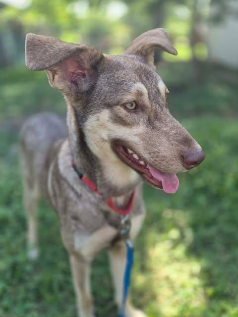 Enlarge Enzo, a Adoptable mixed breed in Baltimore, MD image 3/6