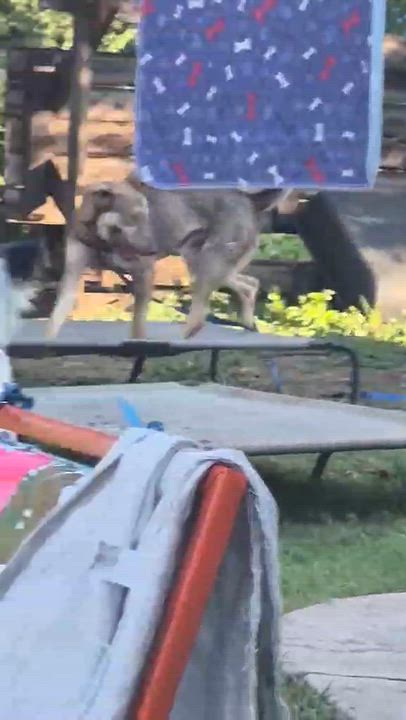 Enlarge Enzo, a Adoptable mixed breed in Baltimore, MD video 6/6