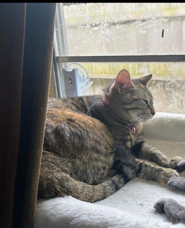 Hira, a Adoptable Domestic Short Hair in Rocky Hill, CT image 4/6