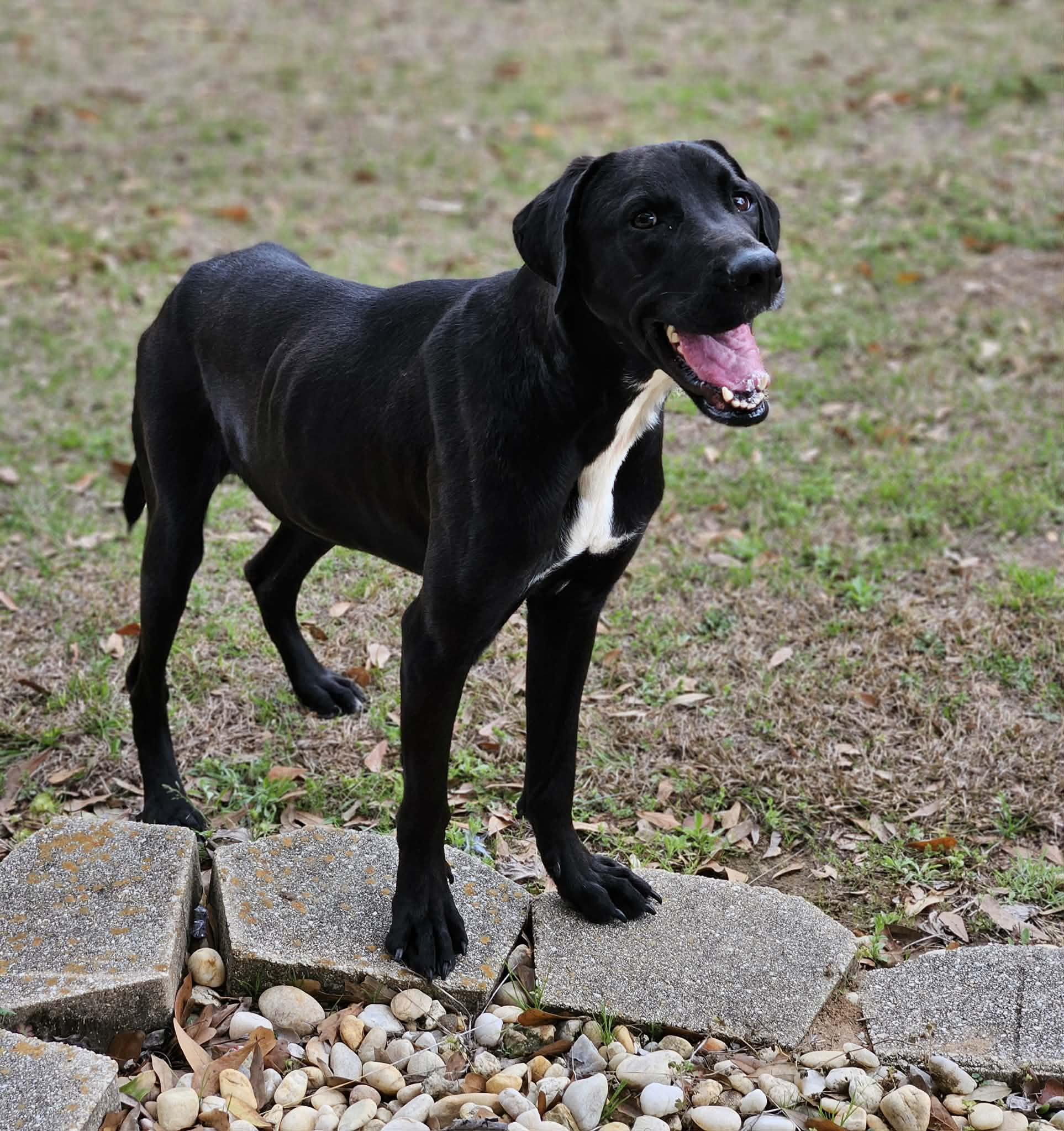 Jimbo, ADOPTABLE, Puppy Male Great Dane & Black Labrador Retriever.