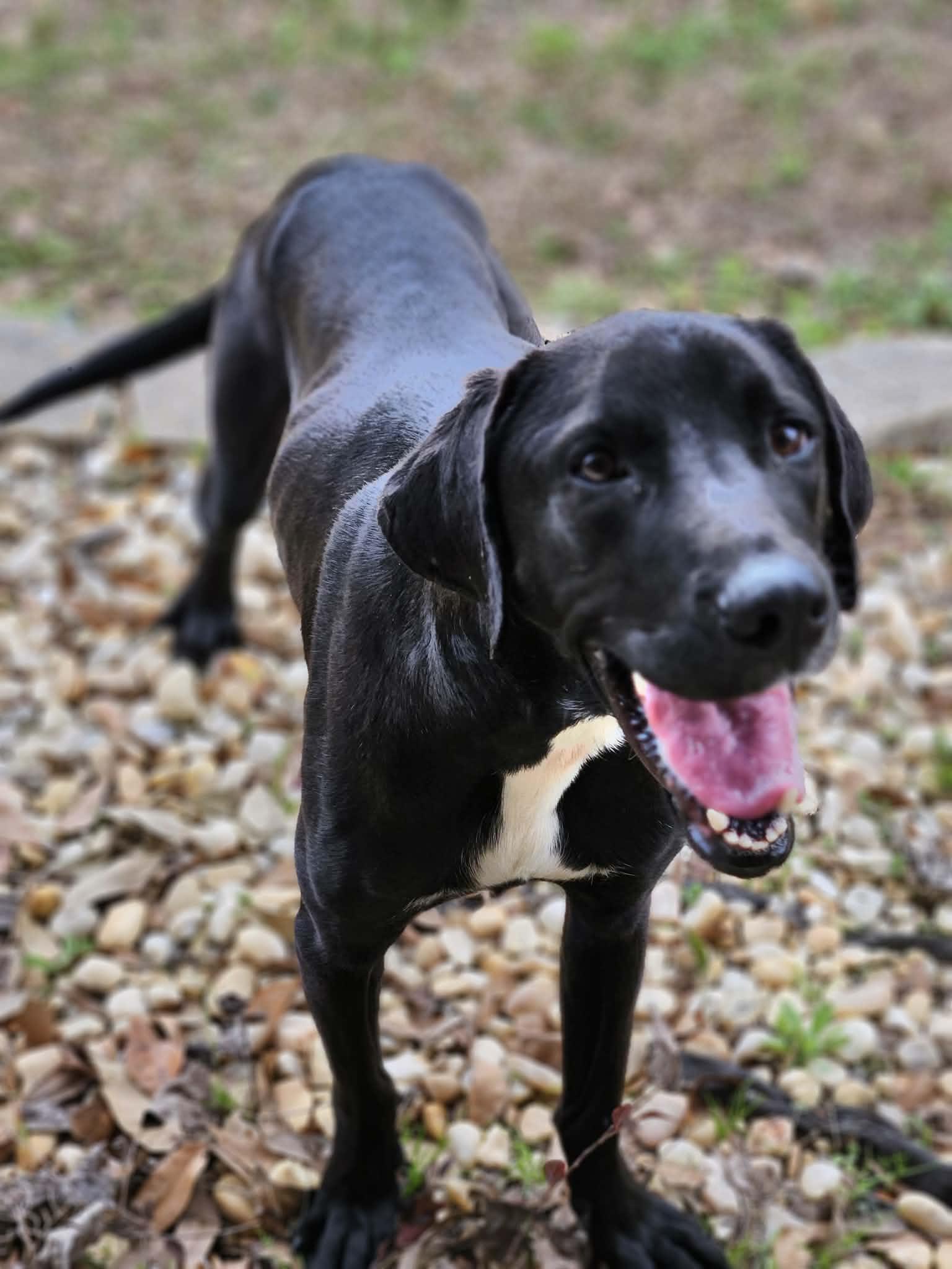 Enlarge Jimbo, a ADOPTABLE mixed breed in Pensacola, FL image 4/4