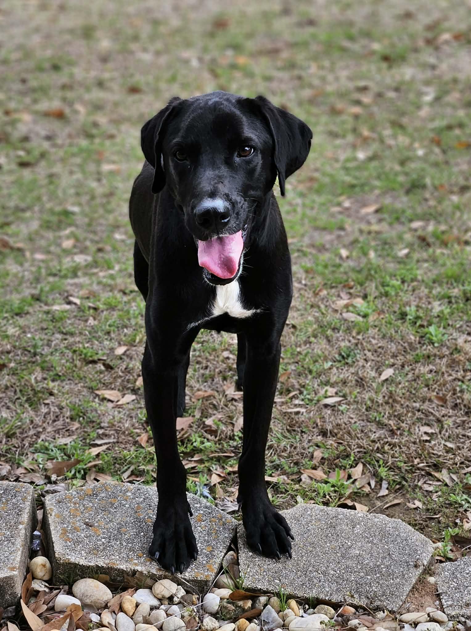 Enlarge Jimbo, a ADOPTABLE mixed breed in Pensacola, FL image 3/4