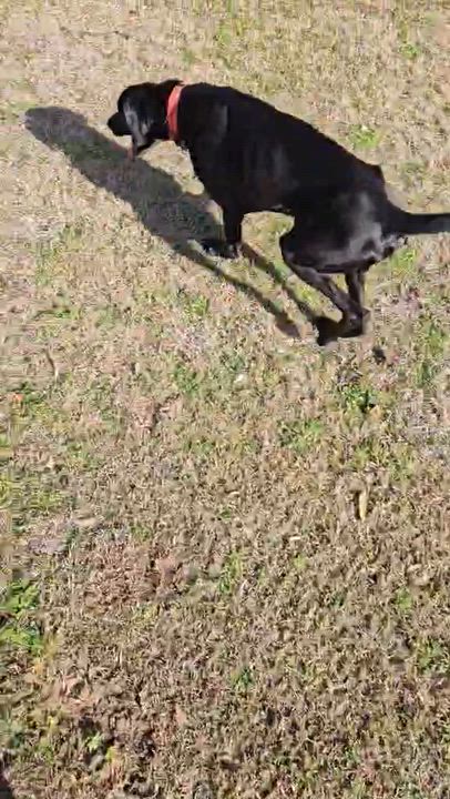 Enlarge Jimbo, a ADOPTABLE mixed breed in Pensacola, FL video 1/4