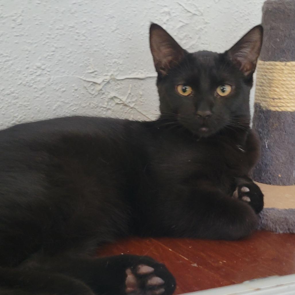 Dolly, Adoptable, Young Female Domestic Short Hair.