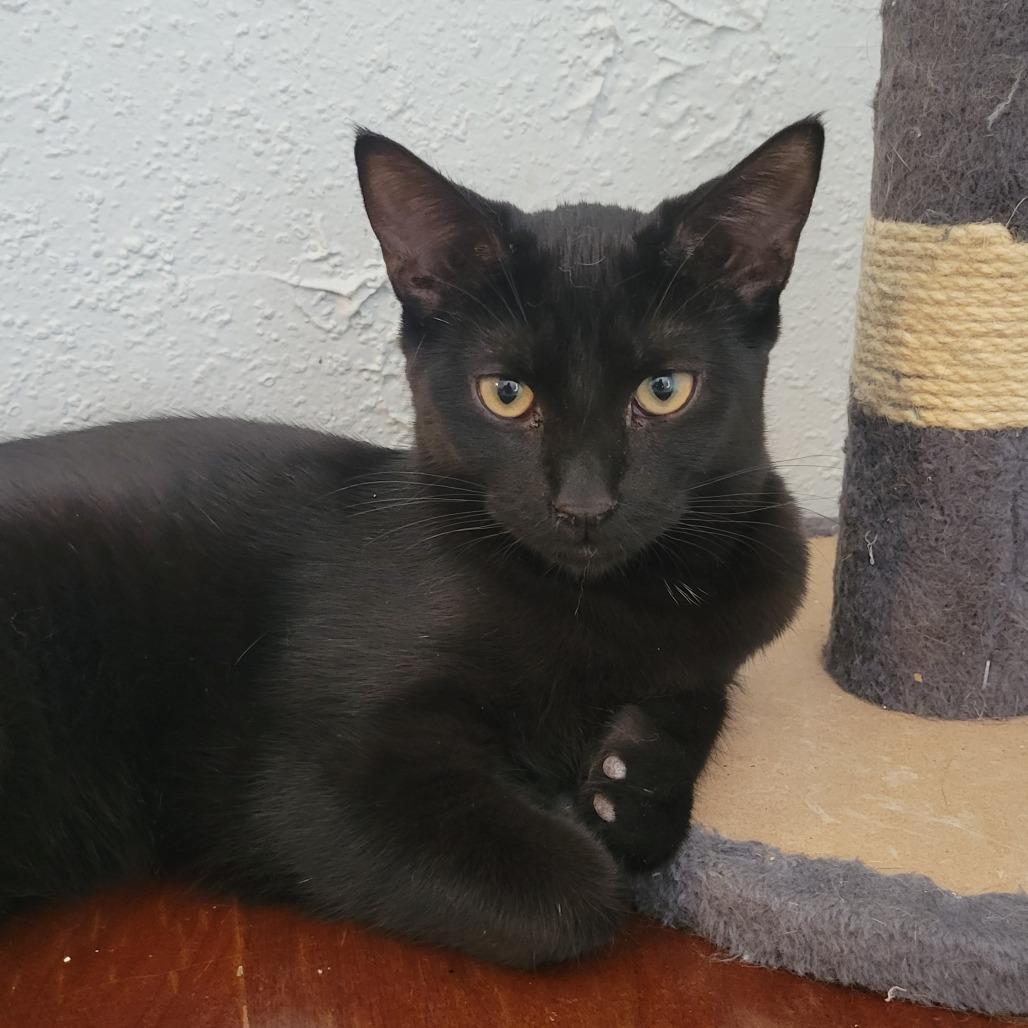 Enlarge Dolly, a Adoptable Domestic Short Hair in Portage, MI image 2/2